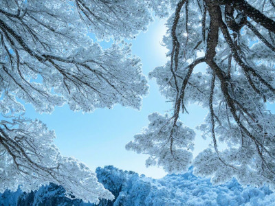 雪-这是年末的第二场大雪